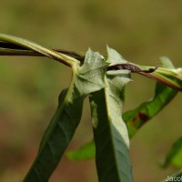 Xenostegia tridentata (L.) D.F.Austin & Staples